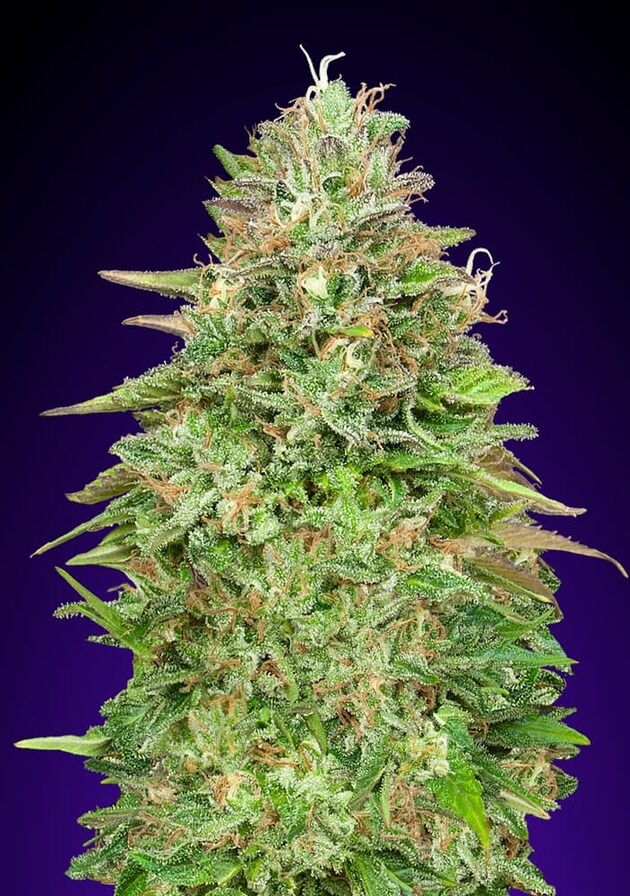 Critical Poison Fast feminised cannabis seeds by 00 Seeds for indoor and outdoor